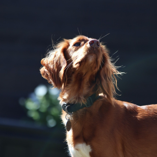 Red cocker spaniel against black background
